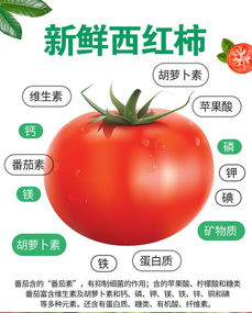 【开封蕃茄种植基地-联富果蔬批发基地-蕃茄种植基地在哪里】-易龙商务网