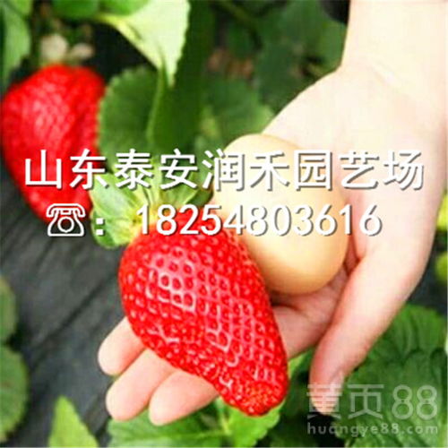 【新品种草莓苗2019年价格、新品种草莓苗现货供应】- 